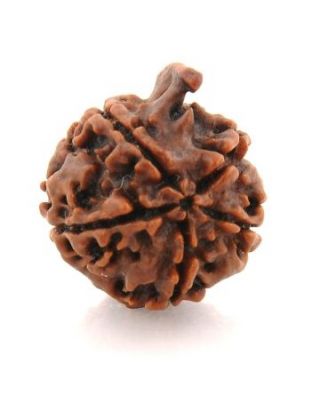 Nepali Ganesh Rudraksha-(751)