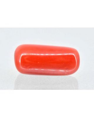 6.25/Carat Natural Cylindrical Red Coral (1500)                  