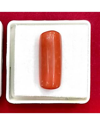 10.42/Carat Natural Cylindrical Red Coral-1800    