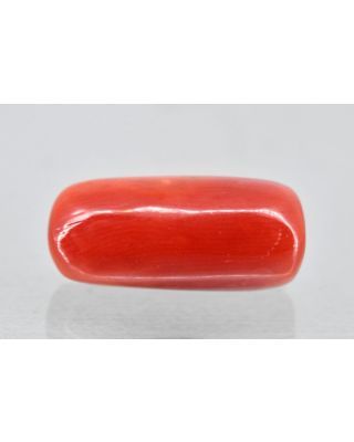 7.23/Carat Natural Cylindrical Red Coral (1500)            
